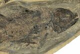 Rare, Undescribed Fossil Coelacanth - Kinney Quarry, New Mexico #206435-3